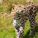slides/IMG_3897.jpg wildlife, feline, big cat, cat, predator, fur, spot, amur, siberian, leopard WBCW3 - Amur Leopard